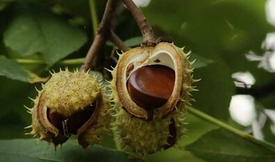 Prostatit tedavisi için kestane kullanımı